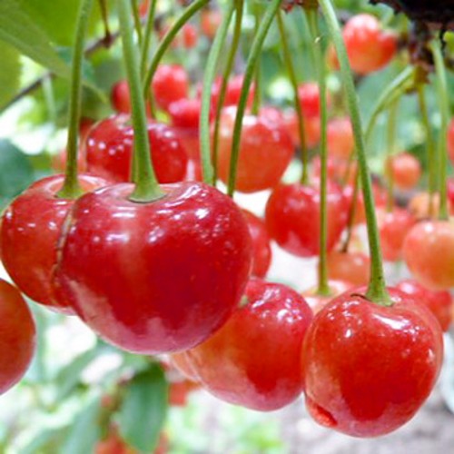 Prunus avium 'Brjanskaja Rozovaja' - Magus kirsipuu 'Brjanskaja Rozovaja' C7/7L